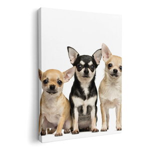 A[gpl G G  IׂTCY 210×148 mm A5 _  ʐ^ tHg CeA  002885 @@ʐ^