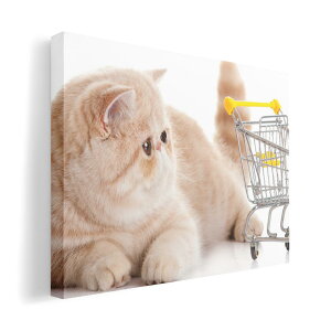 A[gpl G G  IׂTCY 210×148 mm A5 _  ʐ^ tHg CeA  002908 L@@ʐ^