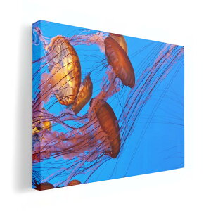 A[gpl G G  IׂTCY 210×148 mm A5 _  ʐ^ tHg CeA  003327 炰@C@ʐ^