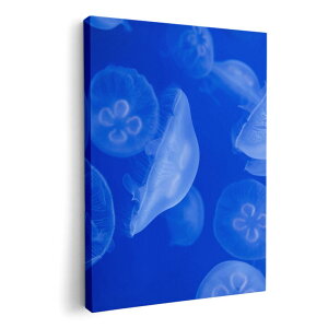 A[gpl G G  IׂTCY 210×148 mm A5 _  ʐ^ tHg CeA  003560 炰@C@ʐ^