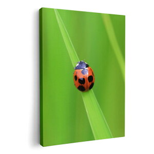 A[gpl G G  IׂTCY 210×148 mm A5 _  ʐ^ tHg CeA  003604 ĂƂ@ʐ^