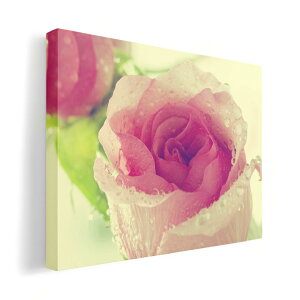 A[gpl G G  IׂTCY 210×148 mm A5 _  ʐ^ tHg CeA  006595 ʐ^@ԁ@t[