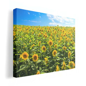 A[gpl G G  IׂTCY 210×148 mm A5 _  ʐ^ tHg CeA  007936 ʐ^@ԁ@t[@@Ђ܂