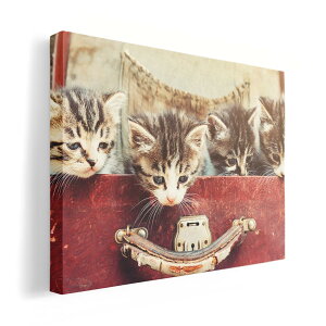 A[gpl G G  IׂTCY 210×148 mm A5 _  ʐ^ tHg CeA  008717 ʐ^@L@lR@Jo@