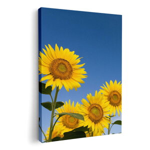 A[gpl G G  IׂTCY 210×148 mm A5 _  ʐ^ tHg CeA  009265 t[@Ђ܂@ʐ^