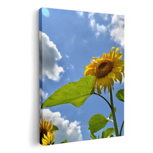 A[gpl G G  IׂTCY 210×148 mm A5 _  ʐ^ tHg CeA  011366 ԁ@Ђ܂@ʐ^