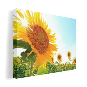 A[gpl G G  IׂTCY 210×148 mm A5 _  ʐ^ tHg CeA  011440 ԁ@Ђ܂@ʐ^