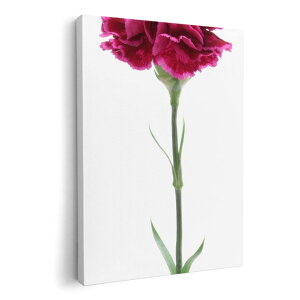 A[gpl G G  IׂTCY 210×148 mm A5 _  ʐ^ tHg CeA  012933 ̓@J[l[V@