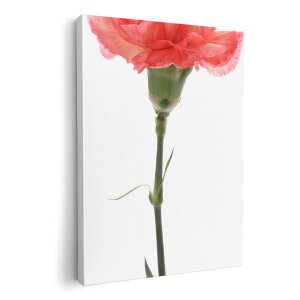A[gpl G G  IׂTCY 210×148 mm A5 _  ʐ^ tHg CeA  012935 ̓@J[l[V@