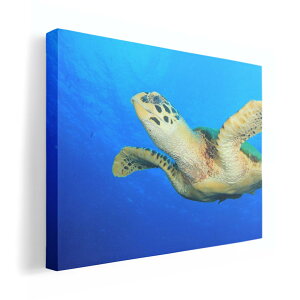 A[gpl G G  IׂTCY 210×148 mm A5 _  ʐ^ tHg CeA  014050 C@J@
