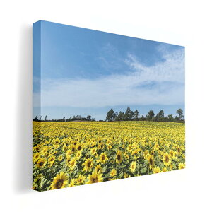 A[gpl G G  IׂTCY 210×148 mm A5 _  ʐ^ tHg CeA  015740 Ђ܂@ԁ@iF@ʐ^