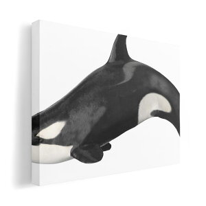 A[gpl G G  IׂTCY 210×148 mm A5 _  ʐ^ tHg CeA  015849 C@V`@