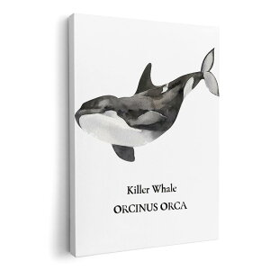 A[gpl G G  IׂTCY 210×148 mm A5 _  ʐ^ tHg CeA  019743 C̐ V` killer whale