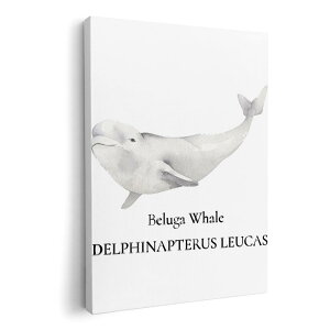 A[gpl G G  IׂTCY 210×148 mm A5 _  ʐ^ tHg CeA  019747 C̐ VCJ beluga whale