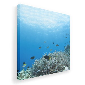 A[gpl G G  IׂTCY 333×333mm  XNGA _  ʐ^ tHg CeA  000060 C@@R@TS