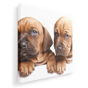 A[gpl G G  IׂTCY 333×333mm  XNGA _  ʐ^ tHg CeA  001153 @