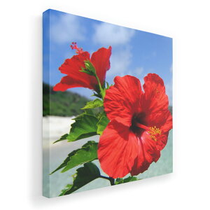 A[gpl G G  IׂTCY 455×455mm  XNGA _  ʐ^ tHg CeA  001577 nCrXJX@