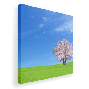 A[gpl G G  IׂTCY 455×455mm  XNGA _  ʐ^ tHg CeA  002466 iF@i@