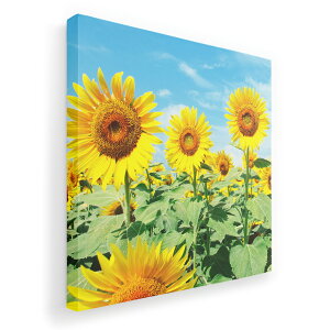 A[gpl G G  IׂTCY 333×333mm  XNGA _  ʐ^ tHg CeA  002501 ԁ@Ђ܂@ʐ^