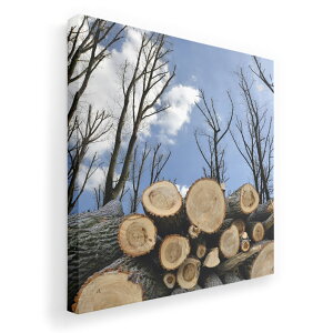 A[gpl G G  IׂTCY 333×333mm  XNGA _  ʐ^ tHg CeA  002647 iF@i@ʐ^