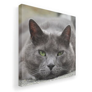 A[gpl G G  IׂTCY 455×455mm  XNGA _  ʐ^ tHg CeA  002650 L@@ʐ^