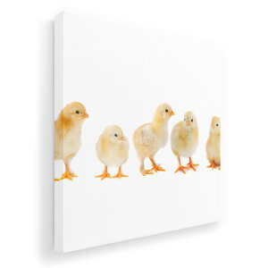 A[gpl G G  IׂTCY 455×455mm  XNGA _  ʐ^ tHg CeA  002715 @@ʐ^