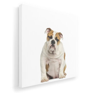 A[gpl G G  IׂTCY 333×333mm  XNGA _  ʐ^ tHg CeA  002883 @@ʐ^