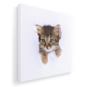 A[gpl G G  IׂTCY 455×455mm  XNGA _  ʐ^ tHg CeA  002892 L@@ʐ^