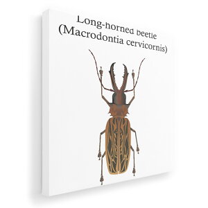 A[gpl G G  IׂTCY 455×455mm  XNGA _  ʐ^ tHg CeA  020004 long horned beetle J~LV