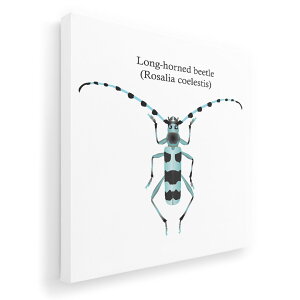 �A�[�g�p�l�� �G �G�� ���� �I�ׂ�T�C�Y 333×333mm ���� �X�N�G�A ���_�� ���� �ʐ^ �t�H�g �C���e���A ������� 020011 �� Rosalia coelestis �R�G���X�e�B�X