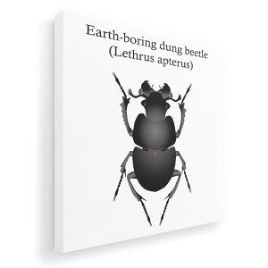 A[gpl G G  IׂTCY 333×333mm  XNGA _  ʐ^ tHg CeA  020017  lethrus apterus IILoZ`