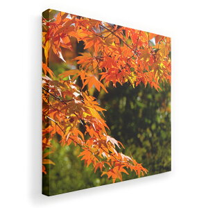 A[gpl G G  IׂTCY 455×455mm  XNGA _  ʐ^ tHg CeA  004615 gt@H@i