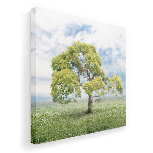 A[gpl G G  IׂTCY 455×455mm  XNGA _  ʐ^ tHg CeA  004647 ؁@@ʐ^