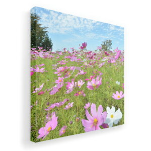 A[gpl G G  IׂTCY 455×455mm  XNGA _  ʐ^ tHg CeA  005394 ʐ^@ԁ@t[@