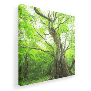 A[gpl G G  IׂTCY 333×333mm  XNGA _  ʐ^ tHg CeA  005452 ʐ^@X@A