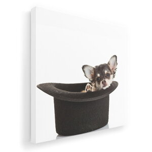 A[gpl G G  IׂTCY 455×455mm  XNGA _  ʐ^ tHg CeA  006481 ʐ^@@