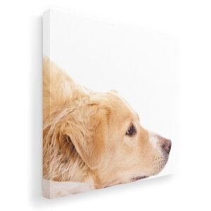 A[gpl G G  IׂTCY 455×455mm  XNGA _  ʐ^ tHg CeA  006630 ʐ^@@