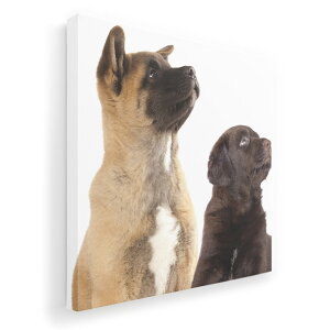 A[gpl G G  IׂTCY 333×333mm  XNGA _  ʐ^ tHg CeA  008364 ʐ^@@L