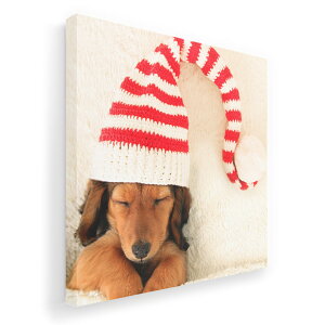 A[gpl G G  IׂTCY 455×455mm  XNGA _  ʐ^ tHg CeA  008439 ʐ^@@Xq@ԁ@bh