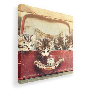 A[gpl G G  IׂTCY 333×333mm  XNGA _  ʐ^ tHg CeA  008717 ʐ^@L@lR@Jo@