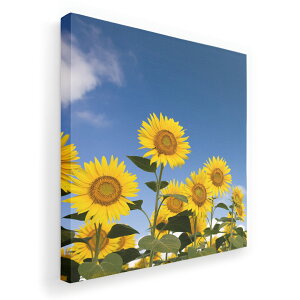 A[gpl G G  IׂTCY 333×333mm  XNGA _  ʐ^ tHg CeA  009265 t[@Ђ܂@ʐ^