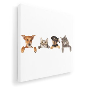 A[gpl G G  IׂTCY 455×455mm  XNGA _  ʐ^ tHg CeA  009675 @L@ʐ^