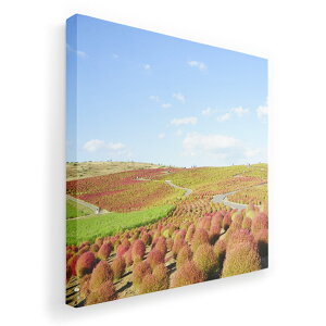 A[gpl G G  IׂTCY 455×455mm  XNGA _  ʐ^ tHg CeA  009816 i@iF@ʐ^