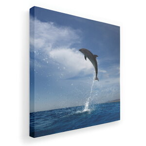 A[gpl G G  IׂTCY 333×333mm  XNGA _  ʐ^ tHg CeA  010965 C@CJ@ʐ^