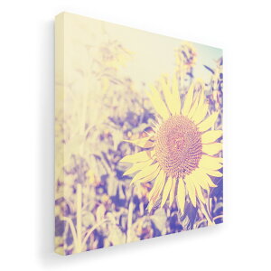 A[gpl G G  IׂTCY 333×333mm  XNGA _  ʐ^ tHg CeA  011309 ԁ@Ђ܂@ʐ^