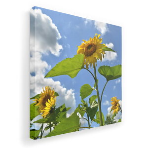 A[gpl G G  IׂTCY 333×333mm  XNGA _  ʐ^ tHg CeA  011366 ԁ@Ђ܂@ʐ^