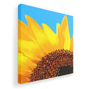 A[gpl G G  IׂTCY 455×455mm  XNGA _  ʐ^ tHg CeA  011439 ԁ@Ђ܂@ʐ^