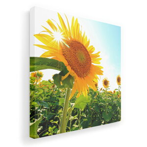 A[gpl G G  IׂTCY 333×333mm  XNGA _  ʐ^ tHg CeA  011440 ԁ@Ђ܂@ʐ^