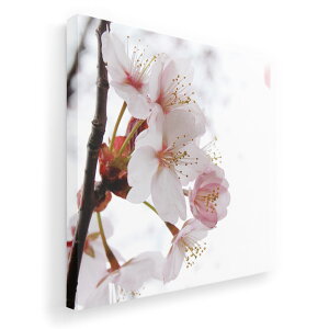 アートパネル 絵 絵画 飾り 選べるサイズ 333×333mm 正方 スクエア モダン 玄関 写真 フォト インテリア おしゃれ 012849 桜 花 春