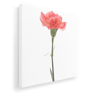 A[gpl G G  IׂTCY 455×455mm  XNGA _  ʐ^ tHg CeA  012935 ̓@J[l[V@